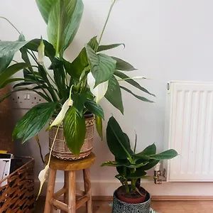 Chill Vibe In One Bedroom Flat